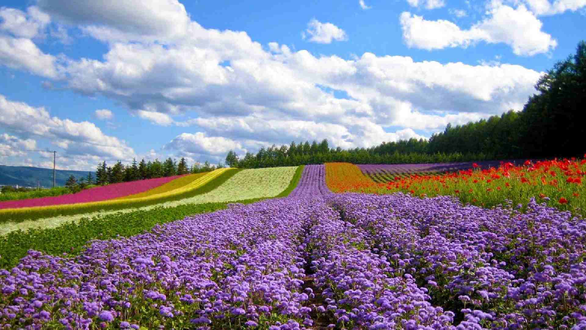 Dalat Flower Gardens vietnam